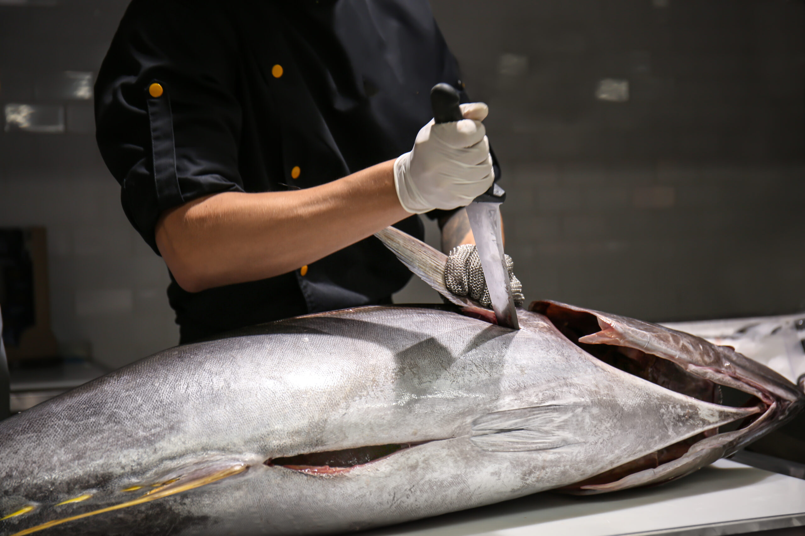 tuna wholesale